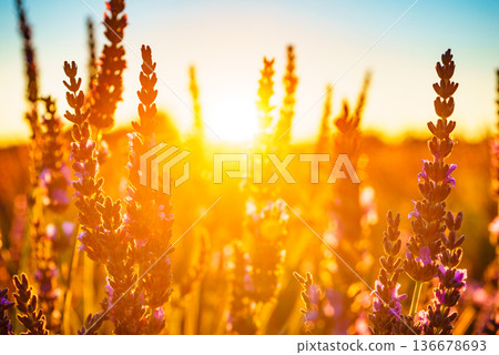 Lavender field at sunset light Lavender field at sunset light 136678693