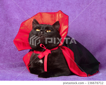 A real photo of a funny black cat in a black and red cloak. An adorable Colorpoint British Shorthair cat in a Halloween costume sits on a violet blanket. Halloween concept. Real Photo 136678712