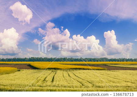 View of the field with young wheat and blossoming rapeseed on a sunny day. Farmland, rural landscape. View of the field with young wheat and blossoming rapeseed on a sunny day. Farmland, rural landscape. 136678713