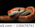 Snake close up 136678741