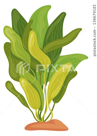 Seaweed cartoon icon. Wild plant. Aquarium botany 136679185