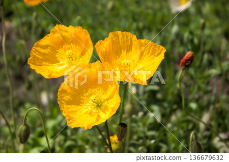 Yellow poppy flowers shining in the spring sunlight Yellow poppy flowers shining in the spring sunlight 136679632