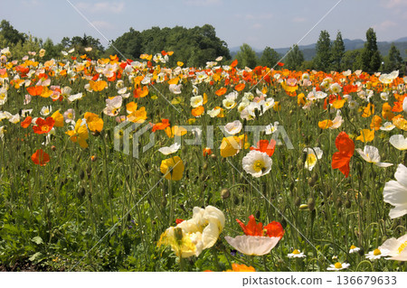Spring flower field scenery with colorful poppies blooming Spring flower field scenery with colorful poppies blooming 136679633