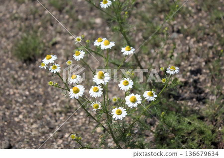 White chamomile flowers blooming in a field in early summer White chamomile flowers blooming in a field in early summer 136679634