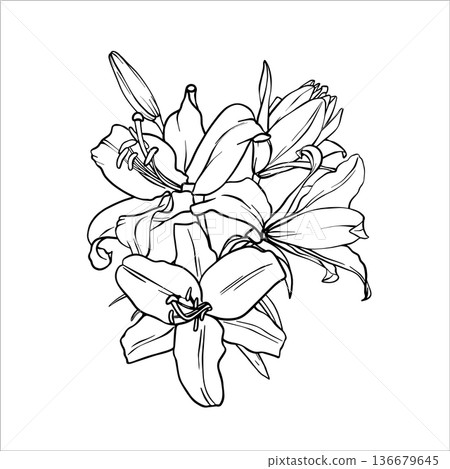 A bouquet of lily flowers. Vector Lilies illustration. Flower drawing in line art style. Botanical sketch Lily painted by black inks. Bouquet of Lilies. Graphics element outline of Flower EPS10 A bouquet of lily flowers. Vector Lilies illustration. Flower drawing in line art style. Botanical sketch Lily painted by black inks. Bouquet of Lilies. Graphics element outline of Flower EPS10 136679645