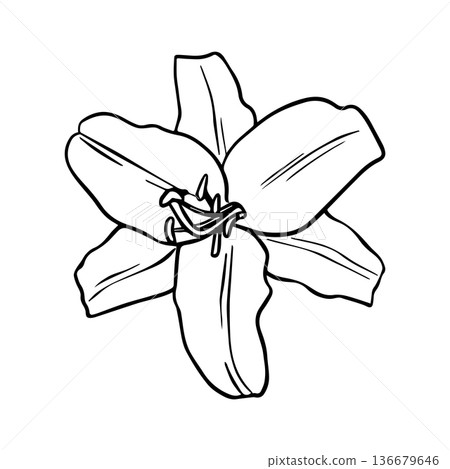 Lily flowers line art. Flower arrangement drawing in line art style. Hand drawn vector Botanical illustration Lily. Graphics element outline of Flower for Easter, Epiphany, Christening, invitations Lily flowers line art. Flower arrangement drawing in line art style. Hand drawn vector Botanical illustration Lily. Graphics element outline of Flower for Easter, Epiphany, Christening, invitations 136679646