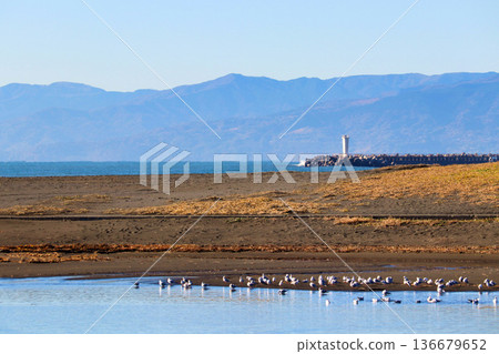 水禽聚集在潟湖中，遠處是海上燈塔－寧靜的海濱景色 136679652