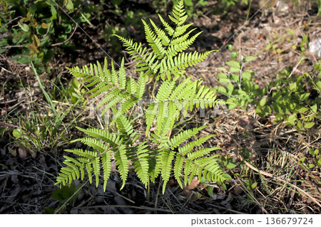 Fern sprouts with young leaves spreading, natural growth image Fern sprouts with young leaves spreading, natural growth image 136679724