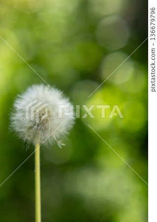 Dandelion fluff blooming in the greenery_Vertical Dandelion fluff blooming in the greenery_Vertical 136679796
