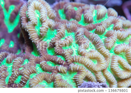 Neon Green Maze Brain Coral - Platygyra spp 136679801