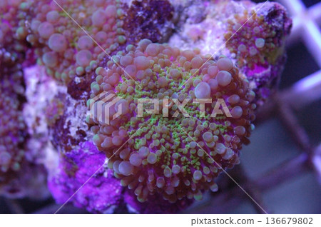 Green and Purple Ricordea Yuma - Ricordea yuma Green and Purple Ricordea Yuma - Ricordea yuma 136679802