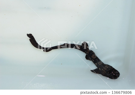 White Spotted Marbled Bamboo Shark - Female, Juvenile, Chiloscyllium plagiosum White Spotted Marbled Bamboo Shark - Female, Juvenile, Chiloscyllium plagiosum 136679806