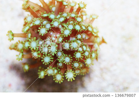 Green Daisy Coral, Alveopora spp Green Daisy Coral, Alveopora spp 136679807