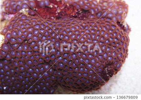 Big Blue Eyes Zoanthid Rock, Zoanthus spp Big Blue Eyes Zoanthid Rock, Zoanthus spp 136679809