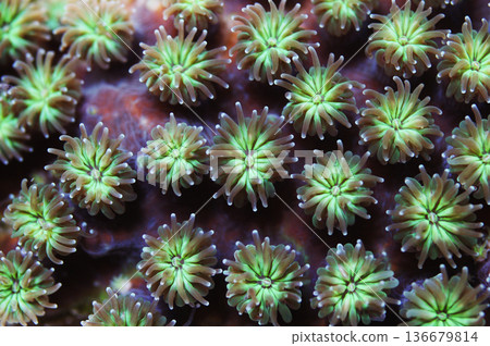 Large Corallite Green Galaxy Coral, Galaxea fascicularis 136679814