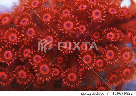 Blue Mouth Red Flower Pot Coral, Goniopora spp Blue Mouth Red Flower Pot Coral, Goniopora spp 136679822