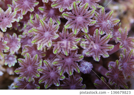 Green Tipped Glove Polyps, Clavularia spp Green Tipped Glove Polyps, Clavularia spp 136679823