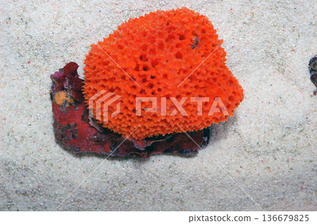 Orange Lace Sponge, Clathria spp Orange Lace Sponge, Clathria spp 136679825