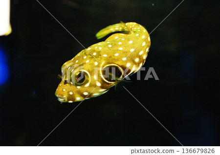 Stars n' Stripes Pufferfish - Arothron hispidus Stars n' Stripes Pufferfish - Arothron hispidus 136679826