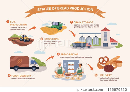 Bread manufacture infographic. Agriculture branch, flour making process with information, stages of baking production and distribution transport, garish vector cartoon isolated concept Bread manufacture infographic. Agriculture branch, flour making process with information, stages of baking production and distribution transport, garish vector cartoon isolated concept 136679830