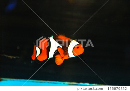 Black True Percula Clownfish - Amphiprion percula Black True Percula Clownfish - Amphiprion percula 136679832