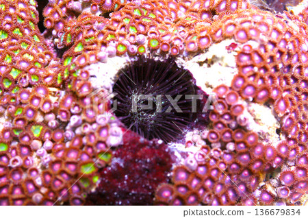 Burrowing Rock Urchin In An Awesome Giant Assorted Colored Zoanthid Rock, Echinostrephus molaris and Zoanthus spp 136679834