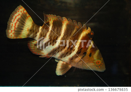 Red Breasted Wrasse - Cheilinus fasciatus Red Breasted Wrasse - Cheilinus fasciatus 136679835