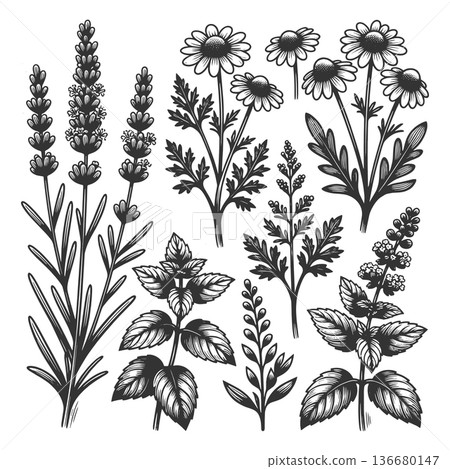 Botanical Herb and Wildflower Collection raster Botanical Herb and Wildflower Collection raster 136680147