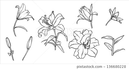 Lilies vector set. Flower graphic illustration. Lily drawing in line art style. Flower sketch painted by black inks. Collection of lily flowers. Vector lili clip art. Outline of Lilies engraving EPS10 136680228
