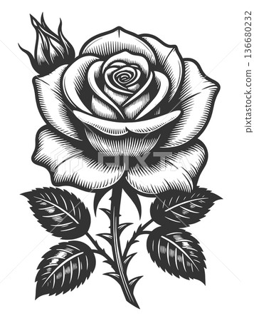 Rose Flower engraving sketch vector illustration Rose Flower engraving sketch vector illustration 136680232