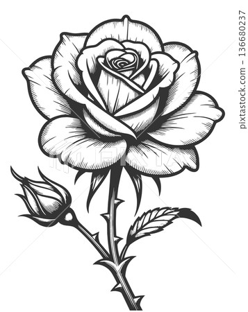 Rose Flower engraving sketch vector illustration 136680237
