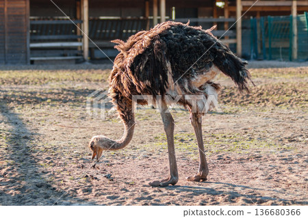 beautiful ostrich walks on the sky background 136680366