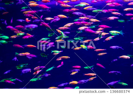 danio rerio fish and neon corals danio rerio fish and neon corals 136680374
