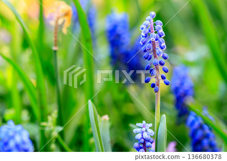 beautiful meadow Bright blue blossoms of Armenian muskari 136680378