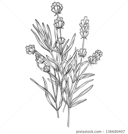 Lavender branches hand drawn vector outline illustration. Botanical clipart in black and white monochrome style. Elegant floral composition for wedding invitations, packaging, cards and templates Lavender branches hand drawn vector outline illustration. Botanical clipart in black and white monochrome style. Elegant floral composition for wedding invitations, packaging, cards and templates 136680407