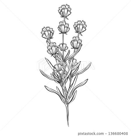 Lavender branches hand drawn vector outline illustration. Botanical clipart in black and white monochrome style. Elegant floral bouquet for wedding invitations branding, packaging, cards and templates Lavender branches hand drawn vector outline illustration. Botanical clipart in black and white monochrome style. Elegant floral bouquet for wedding invitations branding, packaging, cards and templates 136680408