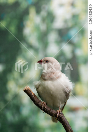 Beautiful birds Astrild (Estrildidae) sitting on a branch 136680429