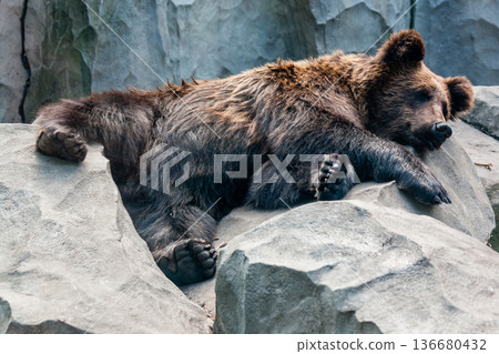 Brown bear Brown bear 136680432