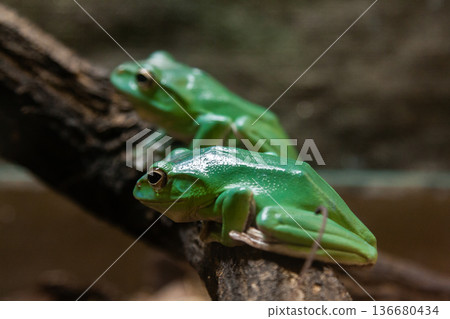 A green toad sits on a  branch 136680434