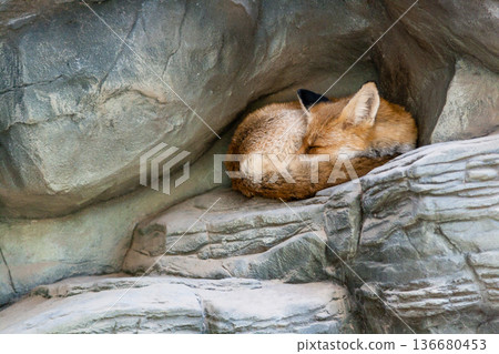 A fox who sleeps close up 136680453