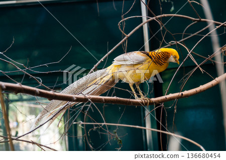 A beautiful pheasant sits on a branch 136680454
