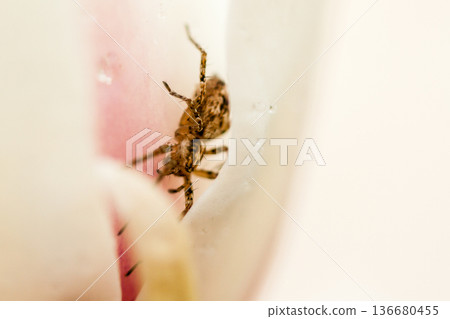 Macro Spider sitting in a magnolia flower Macro Spider sitting in a magnolia flower 136680455
