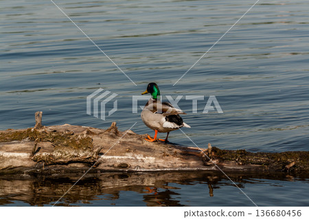 Drake sit on a log 136680456