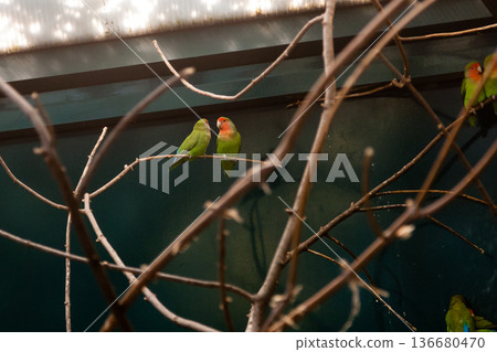 Couple in love close friends parrots sit on a close-up branch Couple in love close friends parrots sit on a close-up branch 136680470