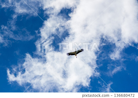 Stork soaring in the blue sky with white clouds 136680472