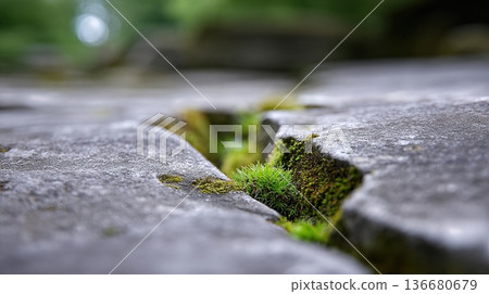 Closeup of Weathered Stone Surface With Moss Growing in Cracks and Greenery Surrounding Closeup of Weathered Stone Surface With Moss Growing in Cracks and Greenery Surrounding 136680679