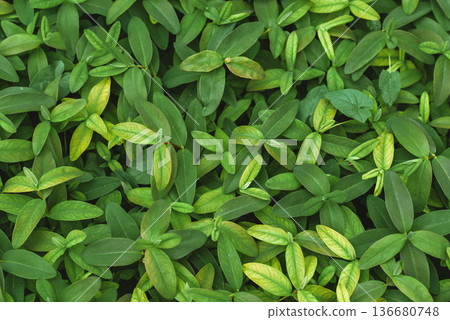 Lush Green Leaves Natural Background Texture. Vibrant greenery backdrop. Lush Green Leaves Natural Background Texture. Vibrant greenery backdrop. 136680748