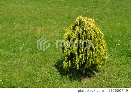 Compact ornamental conifer shrub on fresh green grass. Garden landscaping plant in sunny park. Evergreen bush outdoor nature background Compact ornamental conifer shrub on fresh green grass. Garden landscaping plant in sunny park. Evergreen bush outdoor nature background 136680749