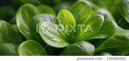 Fresh Greens Washed and Ready for Preparation in a Kitchen Environment 136680802