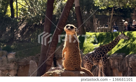 Meerkat standing to attention at Jersey Zoo 136681101